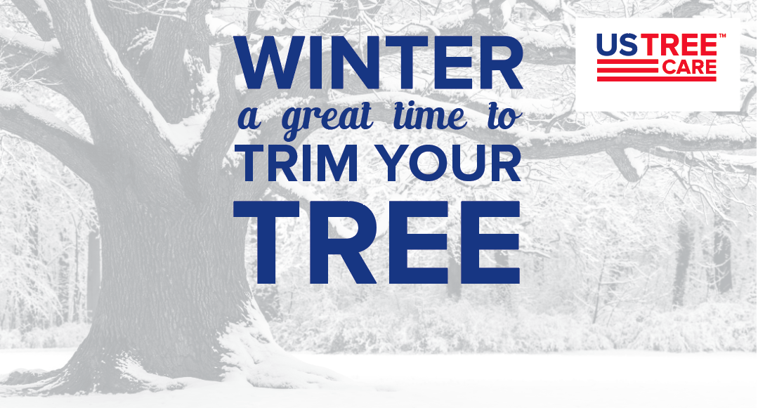 Re: Winter Tree Trimming